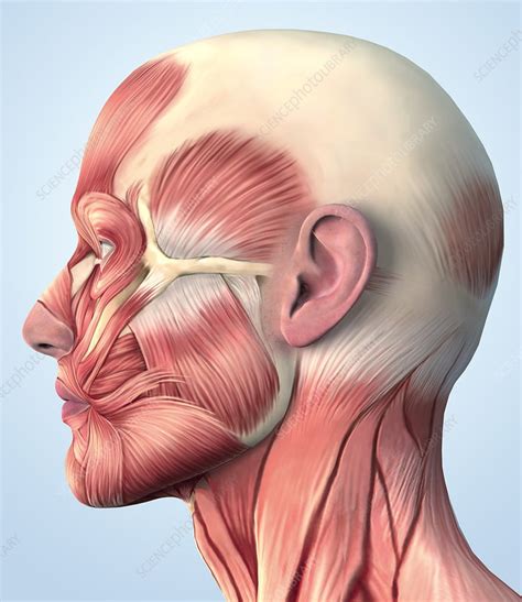 muscular system  head stock image p science photo library