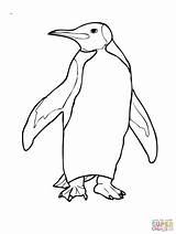 Penguin Coloring Pages Penguins King Adelie Emperor Simple Drawing Cute Color Pittsburgh Printable Template Print Little Blue Realistic Clipart Getdrawings sketch template