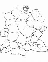 Laurel Flower Mountain Coloring Cute Drawing Getdrawings Pages sketch template