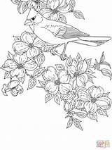 Coloring Cardinal Pages Dogwood Bird Printable Flower State Bluebonnet Cardinals Flowering Virginia Baseball Tennessee Color Drawing Orioles Carolina Mockingbird North sketch template