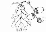 Eiche Oak Ausmalbild Roble Frutos Malvorlagen Kostenlos Colorkid Ausmalbilder Fruchte sketch template