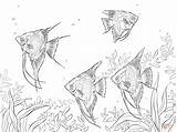Coloring Freshwater Angelfishes Fish Drawings Drawing sketch template