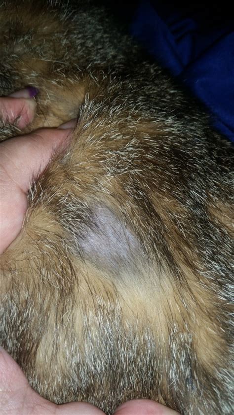 remedies  cat losing hair thriftyfun
