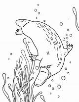 Platypus Colouring Billed sketch template