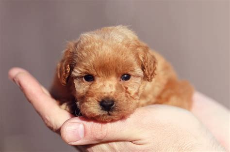 smallest teacup dog breeds  cute  resist marvelous dogs