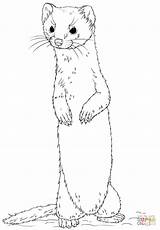 Coloring Weasel Pages Tailed Long Standing Drawing Printable sketch template