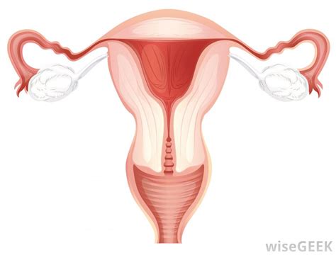 male reproductive system diagram unlabeled clipart best