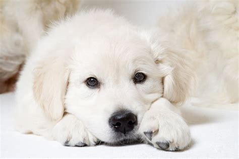sweet puppy stock image image  sleep labrador animal