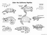 Reptile Coloring4free sketch template