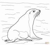 Sea Coloring Lion Australian Pages Supercoloring Printable Color Drawing Designlooter sketch template