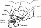 Anatomia Humana Ossos Cranio Corpo Esqueleto Atividades Cabeça Atividade Pescoço Infantil Compartilhe Isso Leia sketch template
