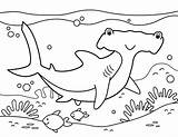 Shark Coloring Hammerhead Pages Printable Color Colouring Ocean Museprintables Choose Board Kids Activities Week sketch template