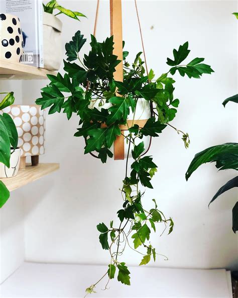 top  hanging indoor plants
