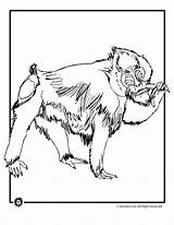 Coloring Baboon Pages Animals Octopus Springbok sketch template