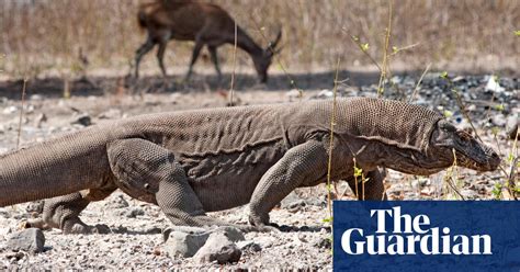 The World S Top 10 Reptiles In Pictures Environment The Guardian