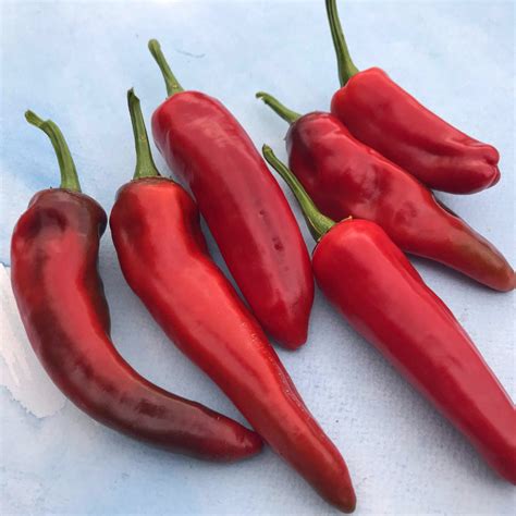 boldog hungarian paprika spice pepper seeds hudson valley seed company