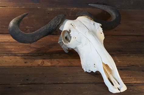 wildebeest skull sideshow gallery