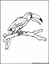 Toucan Coloring Pages Bird Printable Fun Sketch Birds Color Template sketch template