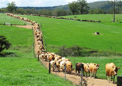 apply  grow nsw dairy industry