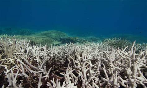 Great Barrier Reef Forecast Warns Entire System At Risk Of Bleaching