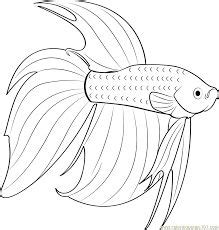 betta fish coloring pages veiltail google search fish coloring page