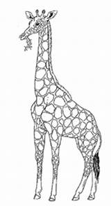 Giraffe Honey Mural Lion Coloring Click Pdf Format Sheet sketch template