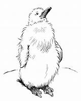 Penguin Coloring Pages Baby sketch template