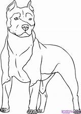 Coloring Pitbull Dog Drawing Pages Dogs Blue Drawings sketch template