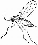 Gnat Clipart Gnats Fungus Coloring Pages Drawing Etc Knat Drawings Search Clipartpanda 20clipart Usf Edu Google Clip Clipground Exodus Strike sketch template