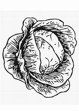 Kool Choux Cabbage Cavolo Afb Scholen Onderwijs Kleuren Terwijl Ausmalbild Educima Malvorlage Kohl Schulbilder Educol Edupics sketch template