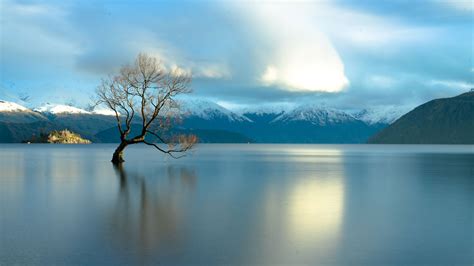 Famous Lone Tree On Lake Wanaka New Zealand Windows Spotlight Images