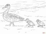 Duck Coloring Pages Ducklings Walking Realistic Mallard Ducks Printable Drawing Main Color Wood Skip sketch template