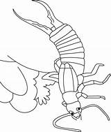 Coloring Earwig Pages Dig sketch template