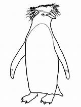 Pinguin Rockhopper Mewarnai Gentoo Marimewarnai Paud Getdrawings Kidsplaycolor sketch template