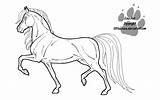 Stallion Saddlebred sketch template