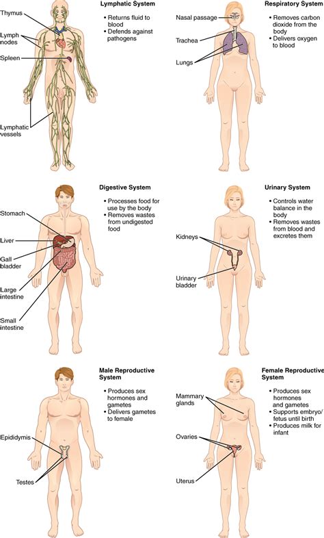 structural organization of the human body anatomy and