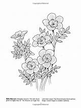 Coloring Wildflower Pages Wild Flowers Wildflowers Flower Book Adult Dover Nature Favorite Amazon Drawings Popular Embroidery 800px 62kb sketch template