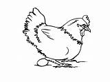 Poule Coloriage Poules Coloriages Imprimer Oeuf Colorier Coq Poussin Paulette sketch template