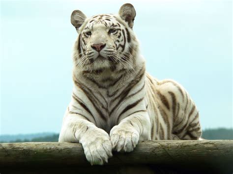 white tiger wallpapers