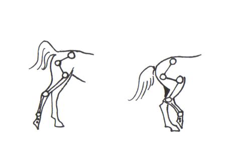 hind legs   horse straightness training