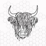 Cow Highland Cattle Cows Fluffy Heifer sketch template