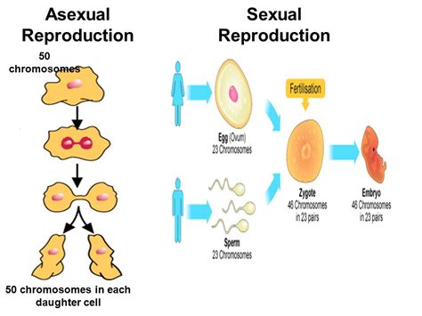 Importance Of Reproduction Gametes Formation Fertilization Sexual