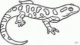 Coloring Salamander Newt Pages Drawing Spotted Lizard Yellow Salamanders Printable Color Colouring Kids Clipart Sheets Salamandra Clip Eastern Simple Drawings sketch template