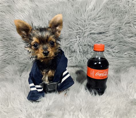 yorkshire terrier puppies for sale riverside ca 298720