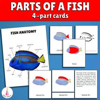fish anatomy diagram