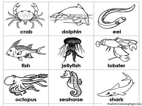 ocean animals coloring pages ocean animals  kids animal coloring