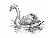 Swan Clipart Illustration Swans Drawing Drawings Line Pencil Coloring Pages Print Sketch Bird Water Publicdomainpictures Sketches Clipartix Animals Kids Domain sketch template