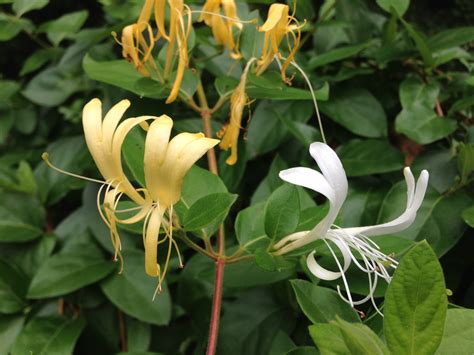 file 2014 08 30 12 03 55 japanese honeysuckle blossoms in ewing new