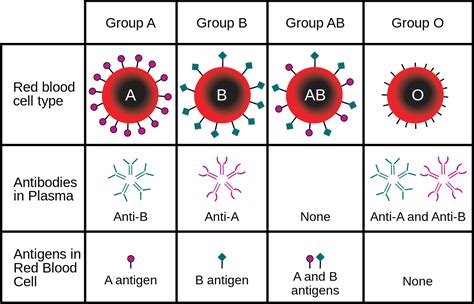 reverse blood grouping principle procedure interpretation