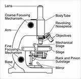 Microscope Label Drawing Diagram Compound Functions sketch template